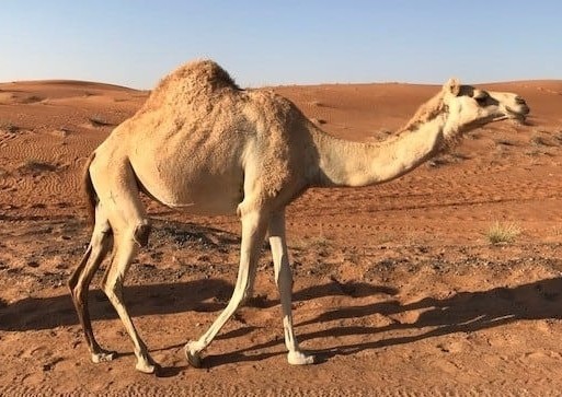 feeling depressed in Dubai. Lonely camel in Dubai dessert
