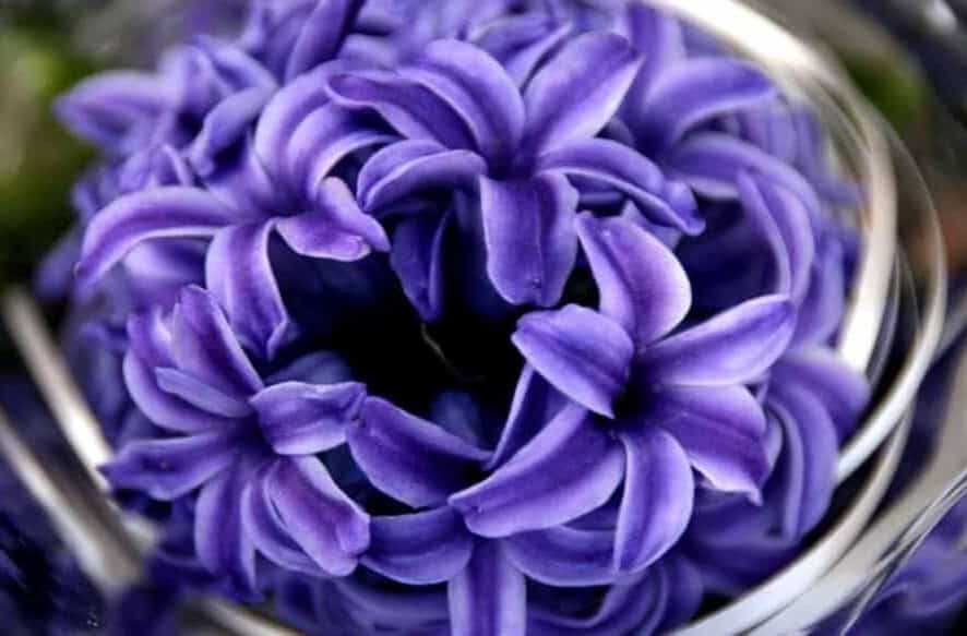 A purple hyacinth floating in water that is swirling around it. The flower symbolizes devoted love that comes after death and sorrow. Planting this flowers helps the bereaved cope with grief and loss.